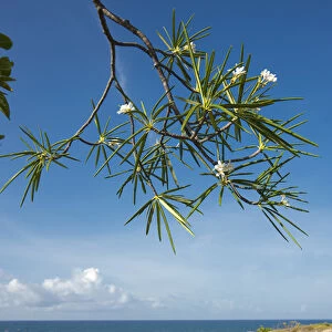 Aleli, Plumeria alba in flower, Guanica dry forest, Puerto Rico