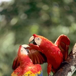 Amazon, Brazil. Pair of Scarlet Macaws (Ara macao) on a branch