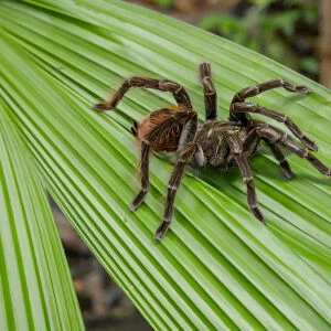 Amazon National Park, Peru. Giant black and red jungle tarantula (Pamphobeteus petersi)