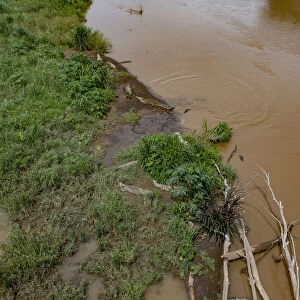 American crocodiles, Tarcoles River, Puntarenas, Costa Rica