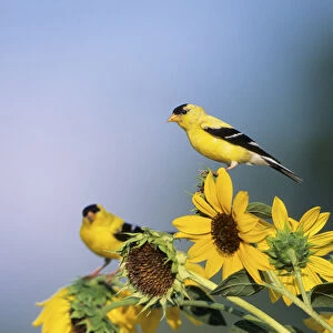 Finches Collection: Related Images