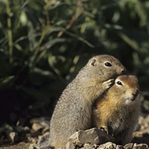 Sciuridae Collection: Arctic Ground Squirrel