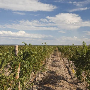ARGENTINA, Mendoza Province, San Carlos. Vineyard, Bodega O. Fournier boutique winery