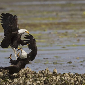 Bald Eagle pair fighting