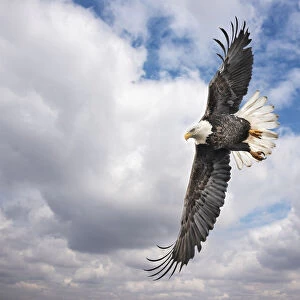 Balk Eagle looking for prey