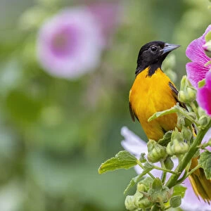 Baltimore oriole male on hollyhock, Marion County, Illinois