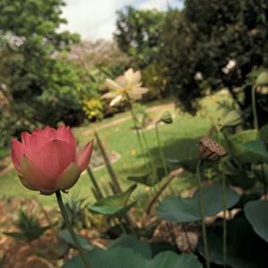 Barbados, Andromeda Botanical Gardens. Lotus Blossoms