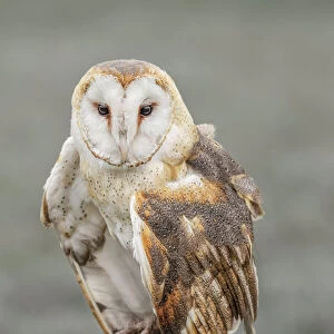 Barn owl, Tyto alba, Florida