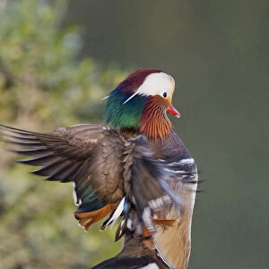 Beijing China, Male Mandarin Duck flapping wings