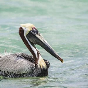 Belize, Ambergris Caye. Adult Brown Pelican floats on the Caribbean Sea