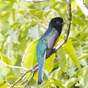 Belize, Central America. Gartered Trogon with iridescent bluish back