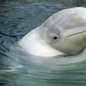 Beluga Whale, (Delphinapterus leucas), Captive beluga whale poking head from water