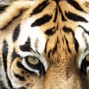 Bengal tiger eyes closeup