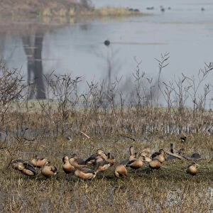 Birds. Keoladeo Ghana National Park. Unesco biosphere reserve. Rajasthan. India