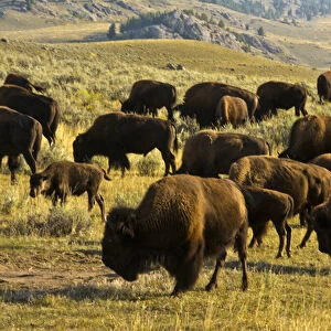 Bison; feeding; Lamar Valley; Yellowstone National Park; Wyoming; USA