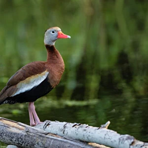 Ducks Collection: Black Bellied Whistling Duck