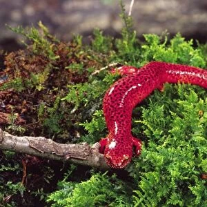 Black-chin Red Salamander, Pseudotriton ruber, Native to Georgia