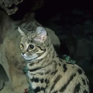 Cats (Wild) Collection: Black-footed Cat