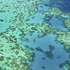 A blacktip reef shark (Carcharhinus melanopterus) patrols the shallows of the Great Barrier Reef