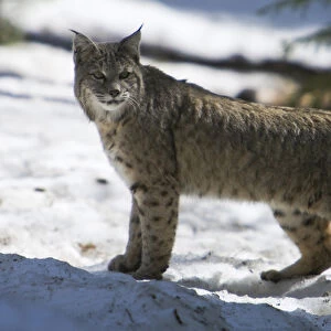 A Bobcat (Lynx rufus) pauses while crossing a snowy meadow in Yosemite National Park