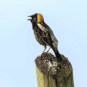 New World Blackbirds Collection: Bobolink