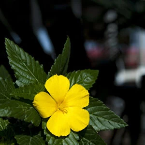 British West Indies, Cayman Islands, Grand Cayman, tropical yellow flower