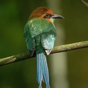 Coraciiformes Collection: Motmots