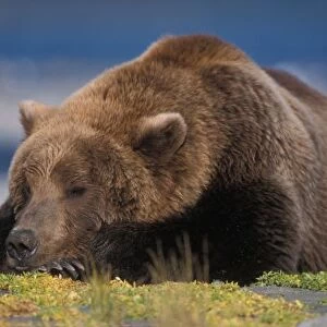 Brown bear, grizzly bear, taking a nap, Katmai National Park, Alaskan peninsula