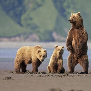 A brown bear mother and cubs walks across mudflats in Kaguyak Bay, Katmai Coast, Alaska