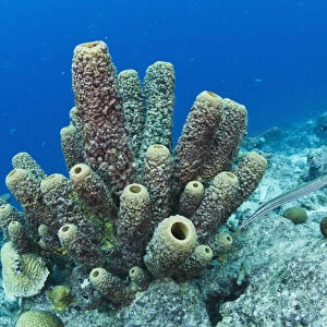 Brown Tube Sponge (Agelas conifera) BONAIRE, Netherlands Antilles, Caribbean