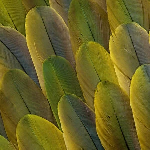 Buffons Macaw wing feather design