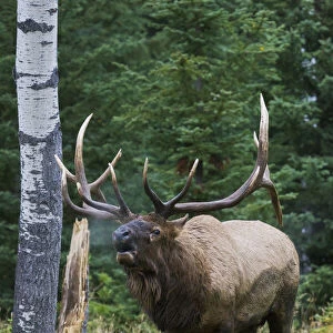 Bull elk bugling