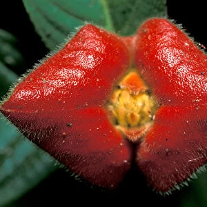 CA, Panama, Barro Colorado Island red rainforest flower, kissing lip (Psychotria sp. )