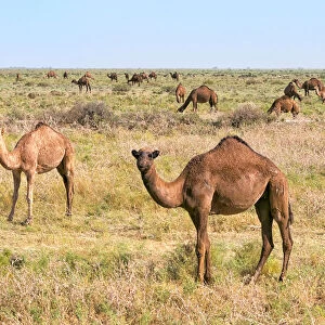 Camels on the grassland, Shymkent, Kazakhstan