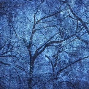 Canada. Blue abstract of trees. Credit as: Mike Grandmaison / Jaynes Gallery / DanitaDelimont