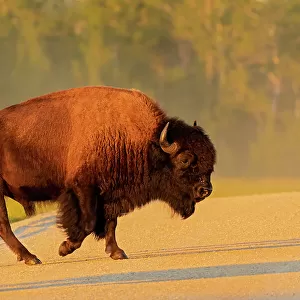 Canada, Manitoba, Riding Mountain National Park. Plains bison adult crossing road