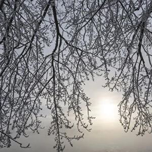 Canada, Ottawa, Ottawa River. Frosty branches and fog-shrouded sun