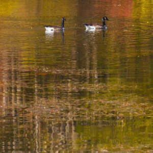 Canadian geese with colorful Fall reflection in lake water