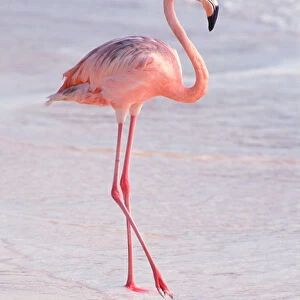 Caribbean, Aruba, Sonesta Island, Flamingo