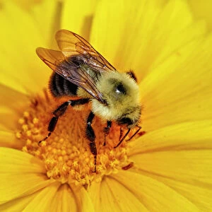 Hymenoptera Collection: Carpenter Bee