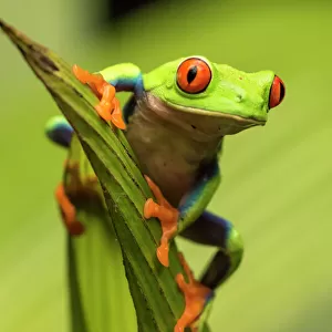 Frogs Collection: Treefrogs