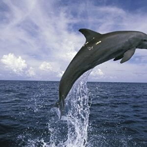 Central America, Honduras. Bottlenose Dolphin (Tursiops truncatus)