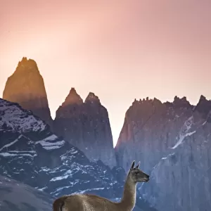 Chile, Torres del Paine National Park. Guanaco in front of the towers at sunset