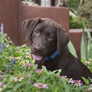 Chocolate labrador puppy in a garden setting (PR)
