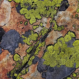 Colorful lichen patterns on rocks along McDonald Creek in Glacier National Park, USA