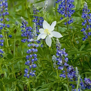 Columbine and Lupine, Albion Basin, Alta, Utah, Uinta Wasatch Cache National Forest