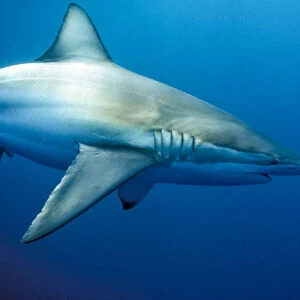 Copper, or Bronze Whaler, shark(Carcharhinus brachyurus) Australia
