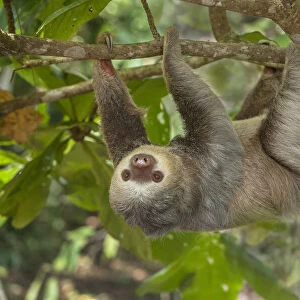 Costa Rica. Two-toed sloth hangs upside down in tree