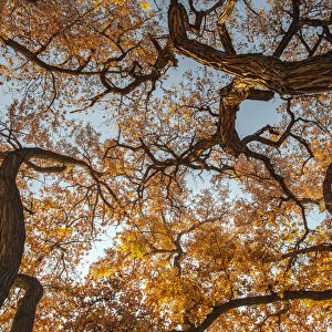 Cottonwood trees in fall foliage, Rio Grande Nature Park, Albuquerque, New Mexico