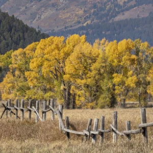Cottonwood trees and fence in fall and Teton Range, Grand Teton National Park, Wyoming
